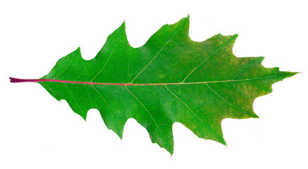 Wall Mural - Northern Red Oak tree leaf isolated on a white background.
