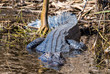 Anahuac Alligator