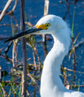 Great Egret Head Profile
