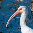 American White Ibis Head Profile