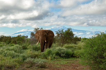 Elephant Posing With Mount Kilimanjaro