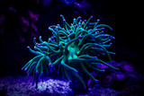 Euphyllia torch coral