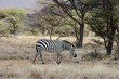 Zebra im Samburu National Park, Kenya