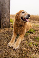 Wall Mural - Golden retriever dog laying down panting .