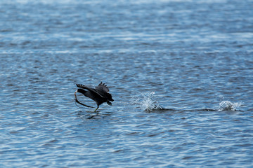 Wall Mural - American coot running over the water with food in mouth .