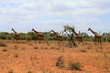 Gruppe von Giraffen spaziert durch den Samburu National Park in Kenia