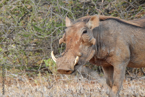 Warzenschwein Wildschwein Im Samburu Nationalpark Kenia Buy This Stock Photo And Explore Similar Images At Adobe Stock Adobe Stock