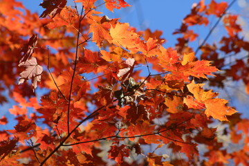 Wall Mural - red fall foliage