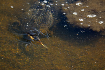 Wall Mural - an anhinga bird in the water