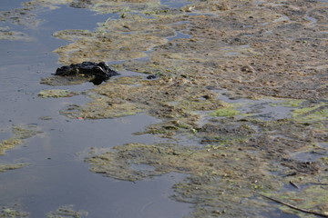 Wall Mural - an american alligator in the swamp