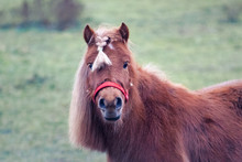 Closeup Of Cute Brown Horse Or Pony With Plaited Hair