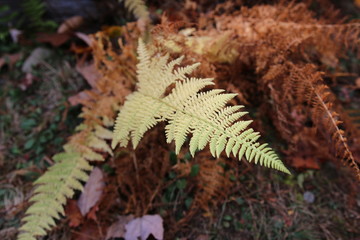 Poster - a fern in the forest