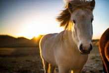 Icelandic Horse With Sunset