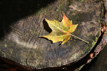 Poster - a yellow leaf on a log