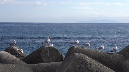 Wall Mural - Sea gulls on the tetra Pods (Break water)