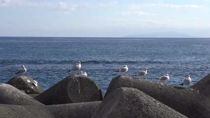 Poster - Sea gulls on the tetra Pods (Break water)