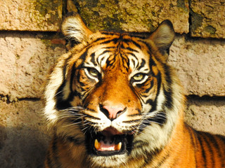 Bengal Tigar Shows its Teeth