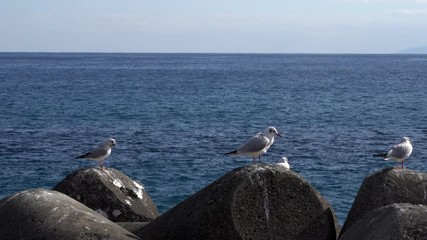 Poster - Sea gulls on the tetra Pods (Break water)