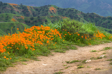 Wall Mural - Hiking trail in the hills of Chino Hills State Park in Southern California