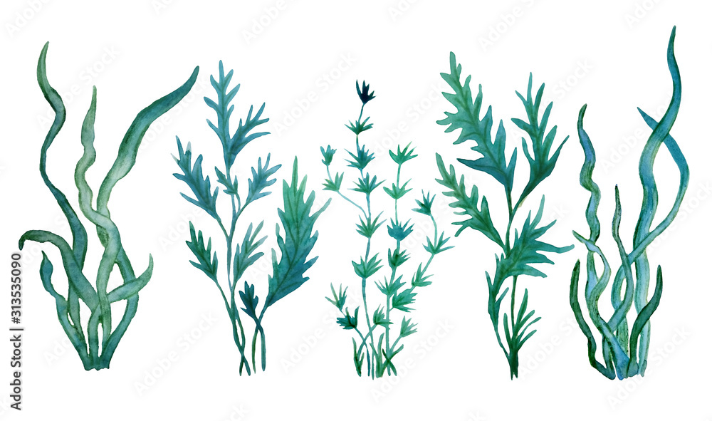 watercolor hand drawn illustration green blue water seaweed algae marine food labels kelp laminaria spirulina organic  - obrazy, fototapety, plakaty 
