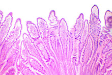 Сross-section Of The Small Intestine Under The Microscope (Small Intestine Sec.)