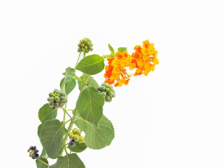 close-up lantana camara flower blossom with green leaves isolated on white background, other names b