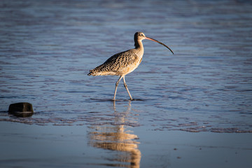 Bird in the ocean