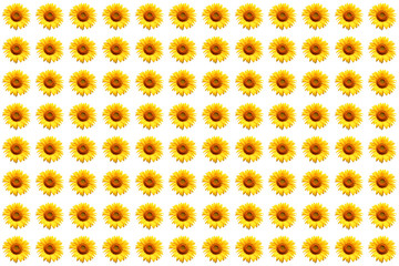 Wall Mural - flowers on seamless white background