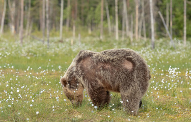Wall Mural - brown bear (ursus arctos) is looking for something to eat