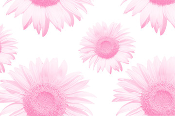 Wall Mural - White background flower image