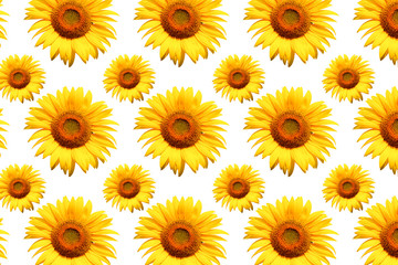 Wall Mural - white background sunflower image