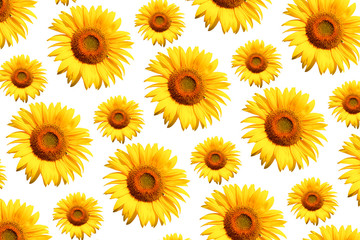 Poster - White background And yellow sunflower.