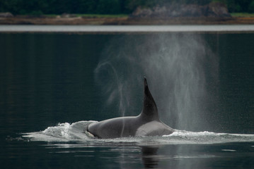 Wall Mural - Swimming Male Orca