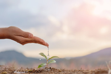 Hand nurturing and watering young baby plants growing in germination sequence on fertile soil at sunset background