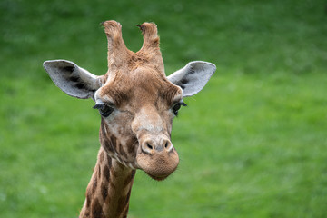 Aufkleber - A close up of the head of a giraffe looking forward with a natural green grass background