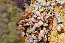Large Colourfull Mussels Growing On A Rock Formation On The South African Coast