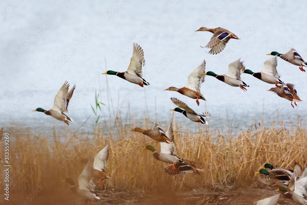 Mallard duck flying over the lake - obrazy, fototapety, plakaty 