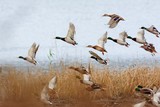 Fototapeta  - Mallard duck flying over the lake