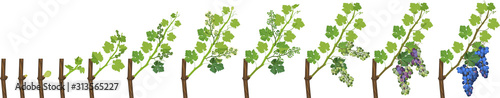 Fotografía Annual growth life cycle of grapevines isolated on white background