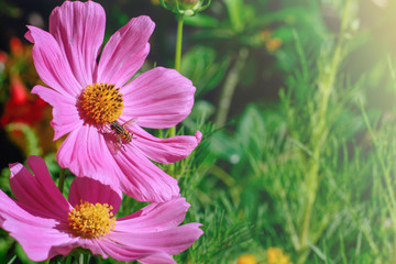 Wall Mural - pink cosmos flower in the sun light morning garden