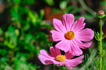 Wall Mural - pink cosmos flower in the sun light morning garden