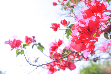 Wall Mural - pink-red flowers on a white sky background