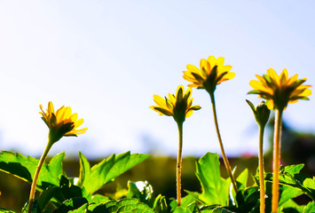 Wall Mural - sunflower on background of blue sky