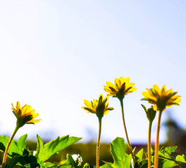 Wall Mural - sunflower on background of blue sky