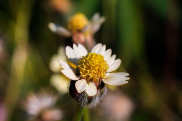 Wall Mural - beautiful yellow pollen and white petal  Coat buttons plant with green nature background