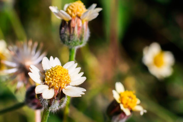 Wall Mural - beautiful yellow pollen and white petal  Coat buttons plant with green nature background