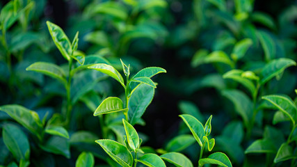 Tea leaves Fresh green In tea plantations in northern Thailand.