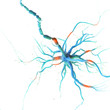 © Sebastian Kaulitzki - 3d rendered illustration of a human nerve cell
