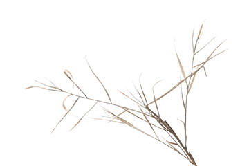  Dry cane reed leaves isolated on white background with clipping path