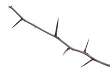 Acacia Tree Branch With Thorns Isolated On White Background, Clipping Path